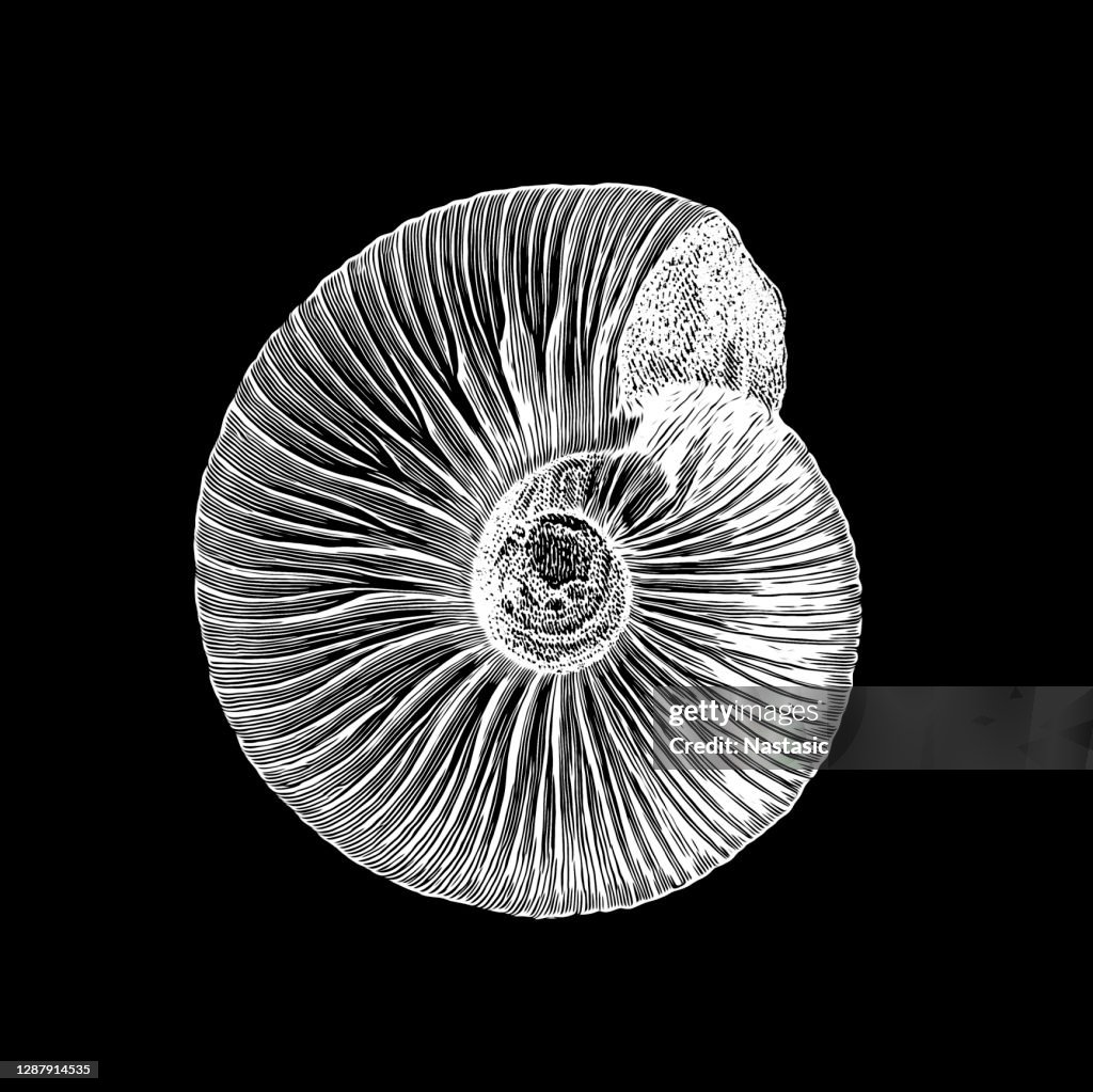 Stephanoceras Brongniarti fossil shell