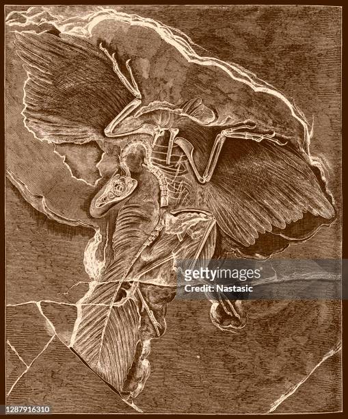 archaeopteryx - animal skeleton stock-grafiken, -clipart, -cartoons und -symbole