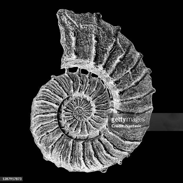ilustrações, clipart, desenhos animados e ícones de fóssil crioceras roemeri - ammonite