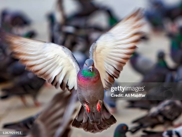 pigeons - columbiformes stockfoto's en -beelden