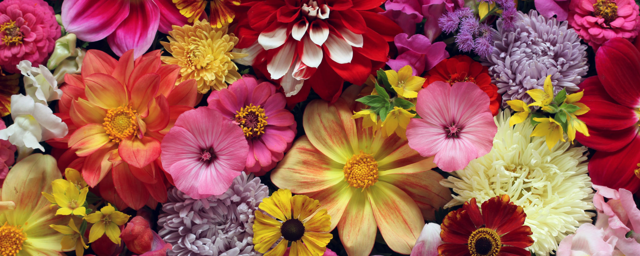 vibrant organic flowers