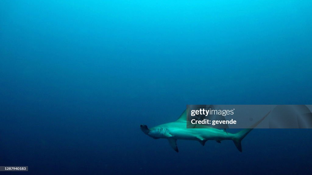 Hammerhead Sharks