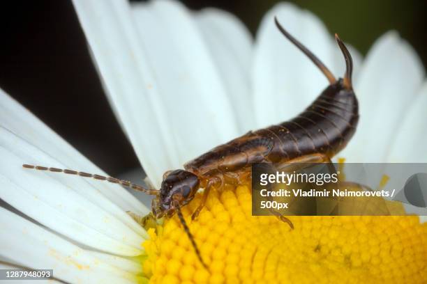 close-up of insect on yellow flower - earwig imagens e fotografias de stock