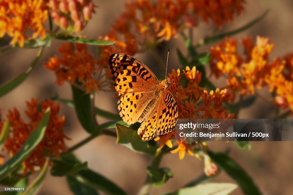 Close-up of butterfly pollinating on orange flower