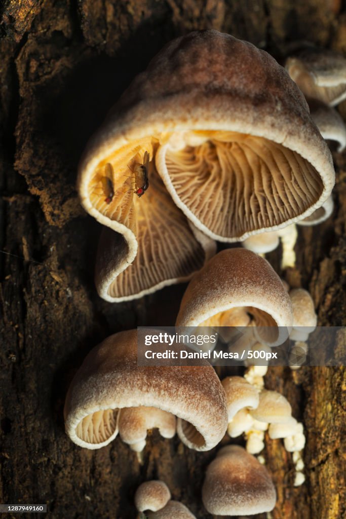 Close-up of mushrooms growing on tree trunk,Antioquia,Colombia