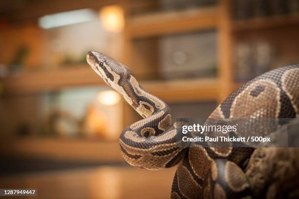 646 Monte Python Stock Photos, High-Res Pictures, and Images - Getty Images