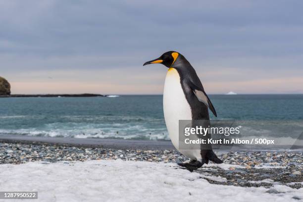close-up of king penguin on shore at beach,south georgia and the south sandwich islands - krill stock pictures, royalty-free photos & images