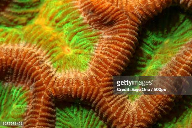 full frame shot of colorful coral - brain coral 個照片及圖片檔