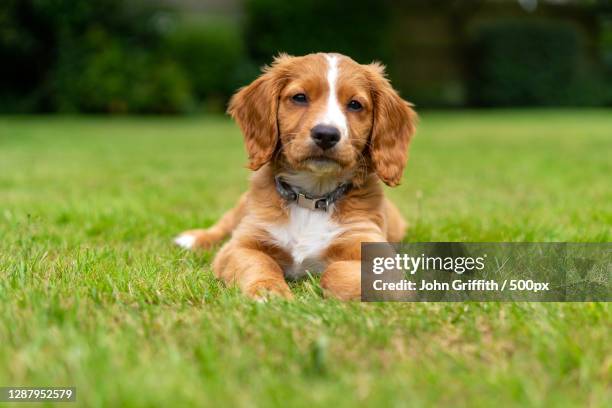 portrait of cocker spaniel sitting on grass,sarratt,united kingdom,uk - perro de aguas fotografías e imágenes de stock