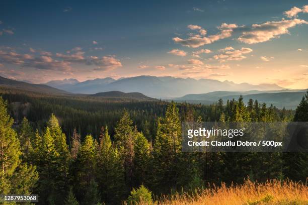 scenic view of forest against sky during sunset,jasper,alberta,canada - jasper mountains stockfoto's en -beelden