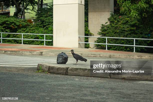 black buzzard standing in front of a garbage bag in a cloudy day - chilly bin stock pictures, royalty-free photos & images