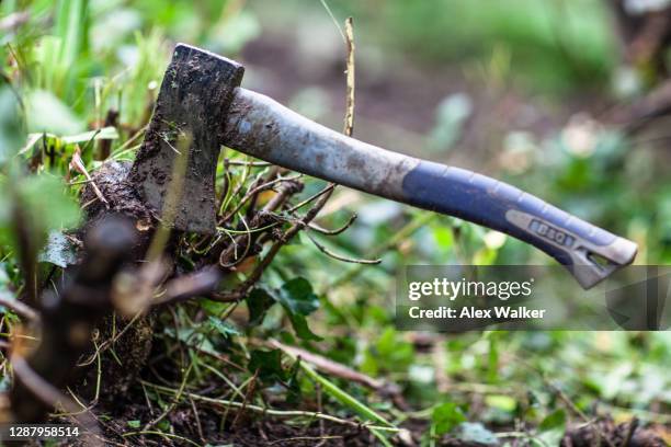 a small hatchet embedded in a tree stump - axe stock pictures, royalty-free photos & images