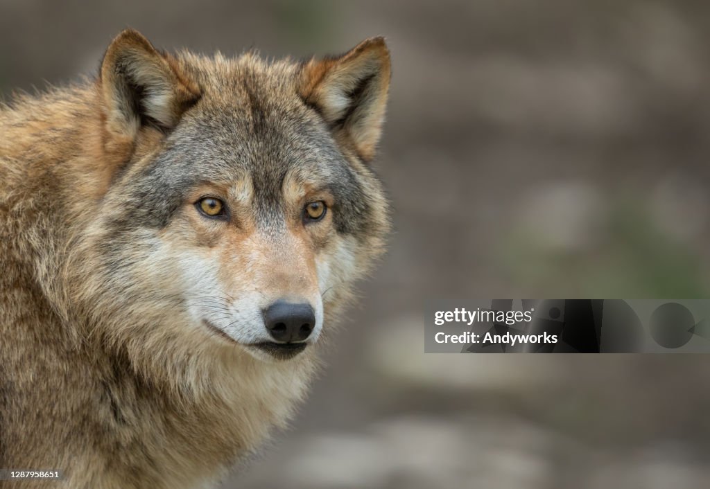 Canadian Timberwolf