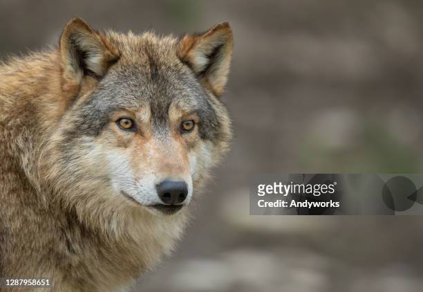 canadian timberwolf - wolf stock pictures, royalty-free photos & images