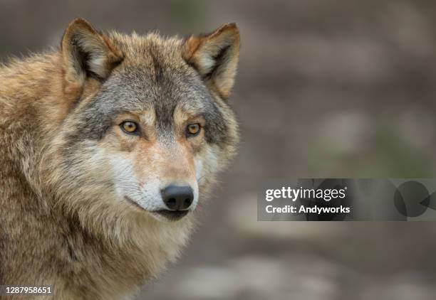 kanadensiska timberwolf - wolf bildbanksfoton och bilder