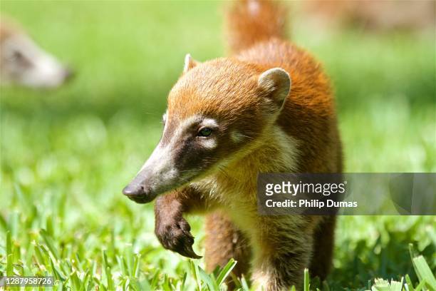 coati (nasua narica) juvenile close up - coati stock-fotos und bilder