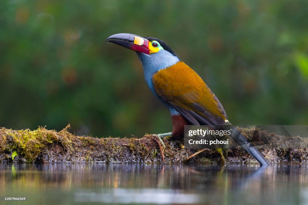 Plattenschnabel-Berg-Toucan in der Nähe von Wasser
