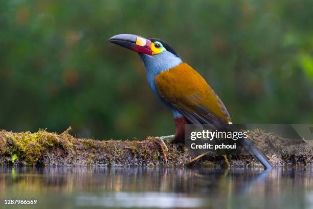 plattenschnabel-berg-toucan in der nähe von wasser - ecuador stock-fotos und bilder