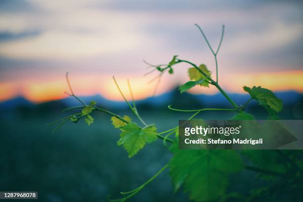 vine plant, vineyard at sunset, rural natural landscape - sunset vineyard stockfoto's en -beelden