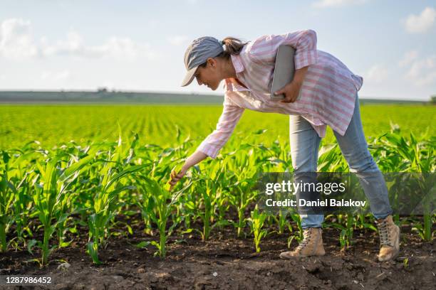 donna contadina che esamina le giovani piante di mais nel mezzo di un campo coltivato. dai un'occhiata alle piantine, usando tablet digitale. occupazione agricola. - corn foto e immagini stock