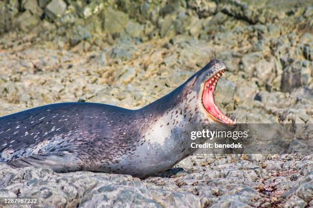 leopard seal in antarctica - leopard seal imagens e fotografias de stock