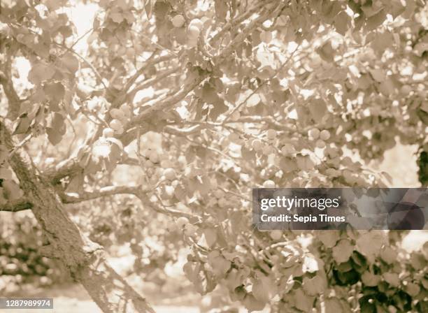 Fig tree, sycamore tree, close up. 1934, Middle East, Israel and/or Palestine.