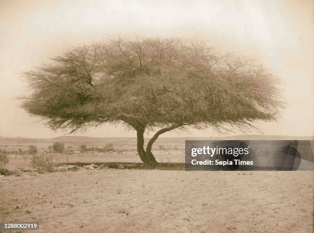 Agriculture, Acacia tree in the desert, near Asluj. Acacia Tortilis Hayne. Shittim tree. 1930, Middle East, Israel and/or Palestine.