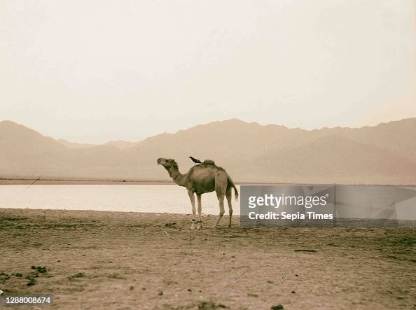 Head of the Gulf of Akaba. Camel giving a crow a ride. Bird picking grubs and vermin from his benefactor.