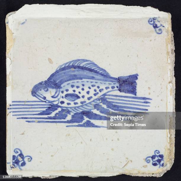 Tile Fish Photos and Premium High Res Pictures - Getty Images