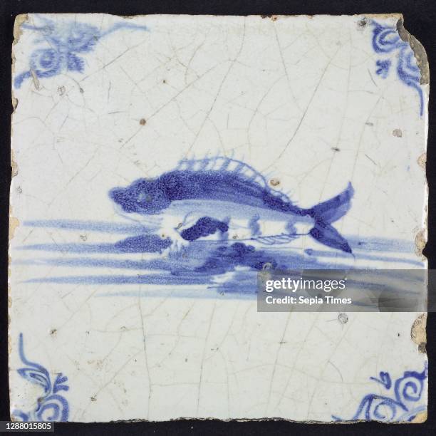 Tile Fish Photos and Premium High Res Pictures - Getty Images