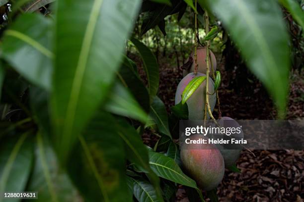 mango fruit on the tree - mango tree stock pictures, royalty-free photos & images