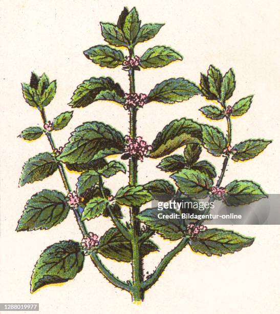 Medicinal plant, Marrubium vulgare, white horehound or common horehound, a flowering plant in the mint family / Heilpflanze, Gewöhnlicher Andorn,...