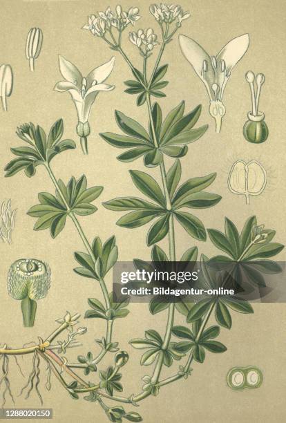 Medicinal plant sweet woodruff, woodruff, galium, galium odoratum, asperula, asperula odorata / Heilpflanze Waldmeister, galium odoratum, asperula...