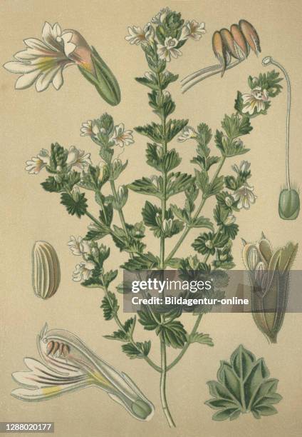 Medicinal plant eyebright, Euphrasia, Eufrasia, Euphrasia officinalis / Heilpflanze Augentrost, Euphrasia officinalis, Historisch, historical,...