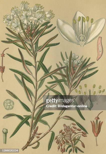 Medicinal plant Rhododendron tomentosum, syn. Ledum palustre, commonly known as marsh Labrador tea, northern Labrador tea or wild rosemary /...