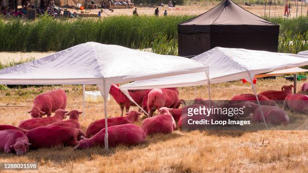The iconic pink sheep sheltering from the intense heat at Latitude Festival 2018.