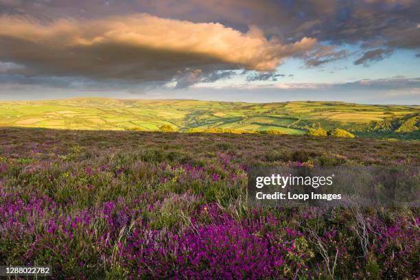 Heather on Holdstone Down in late summer in Exmoor National Park.