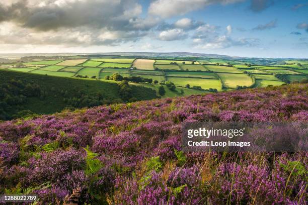Common heather in late summer on Winsford Hill overlooking The Punchbowl in Exmoor National Park.