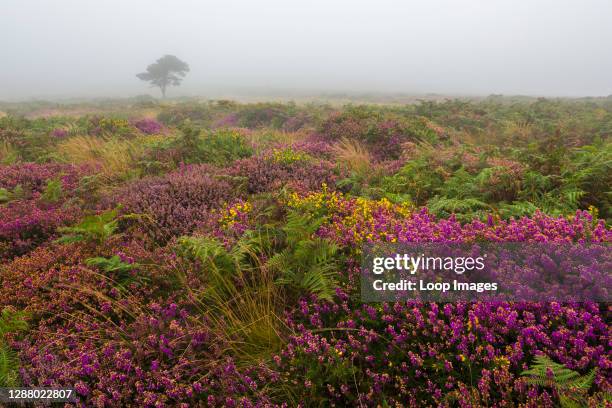 Bell heather and gorse in flower on Beacon Hill in the Quantock Hills in late summer.