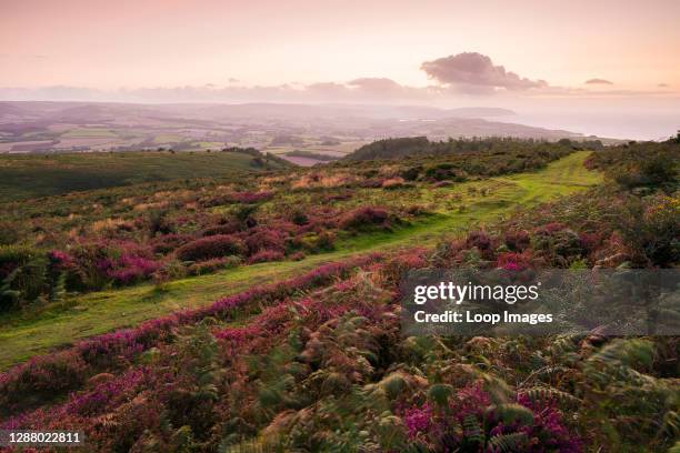 Bell heather and bracken on Beacon Hill in the Quantock Hills in late summer.