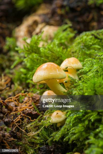 Tuft Log 8,053 Toxic Fungi Stock Photos, High-Res Pictures, and Images - Getty ...