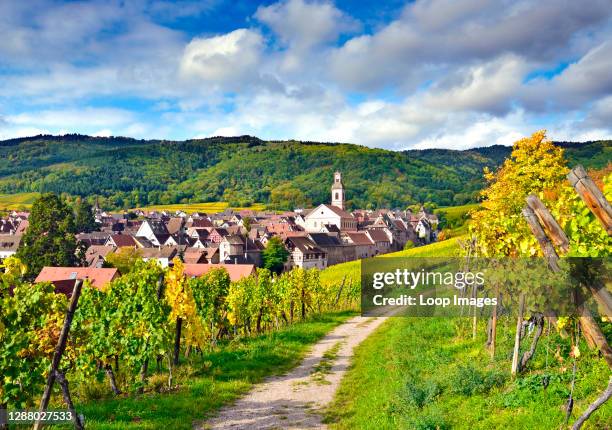 An autumn view of Riquewihr looking across vineyards after the grape harvest.
