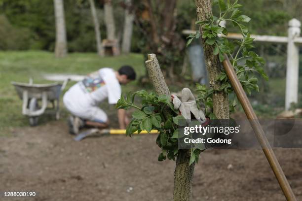 Gardening in Normandy, France.