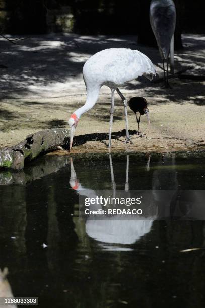 Bolga or Australian Crane The Brolga is a long legged bird with a silvery-grey body. The undersides of the wingtips are black or dark brown and part...