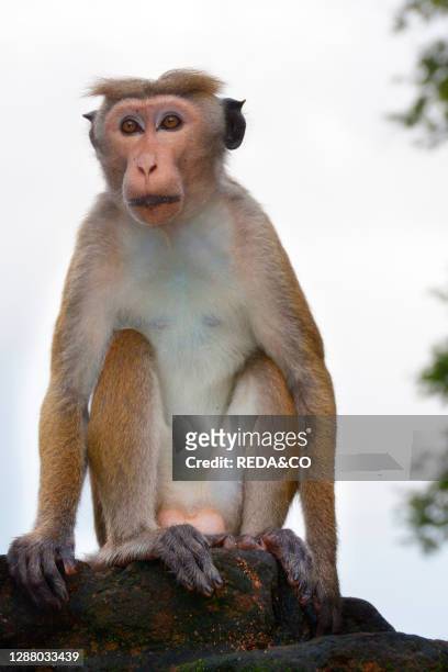 The toque macaque is a reddish-brown-coloured Old World monkey endemic to Sri Lanka. Where it is known as the rilewa or rilawa.