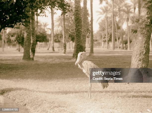 Sudan. Khartoum. Khartoum Zoo. A wise old shoe bill . 1936, Sudan, Khartoum.