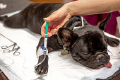 Dog in the surgery room before surgery act under anesthesia, vet concept