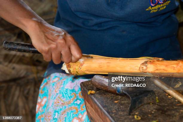 Farmer preparing cinnamon rolls on Cinnamon Island. A stop during the boat trip along the Bentota River near Aluthgama. Sri Lanka. Asia.