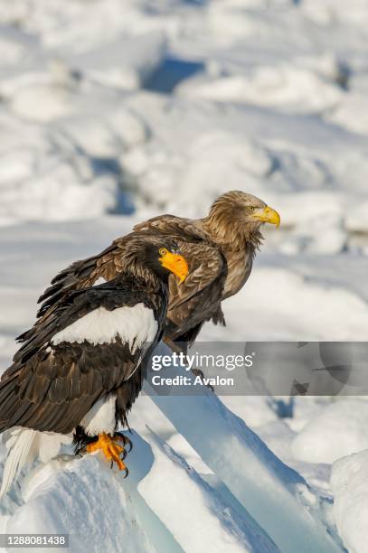 Stellers sea eagle and white-tailed eagle sitting on pack ice offshore the small town of Rausu, which is located on the east end of the Shiretoko...