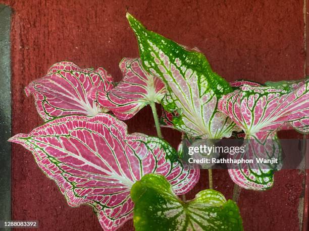 close-up colorful caladium leaves. - caladium fotografías e imágenes de stock